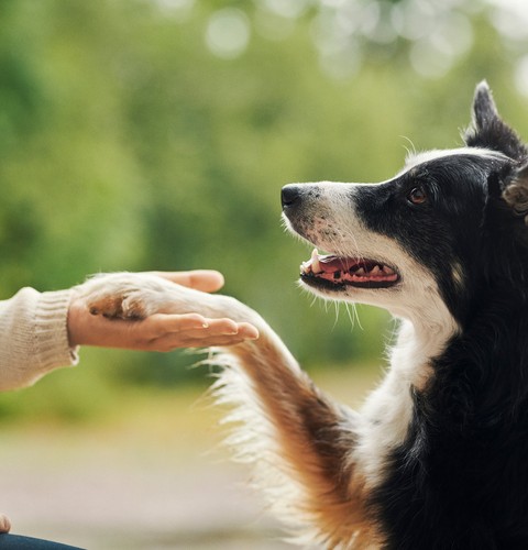Lifetime pet insurance you can rely on